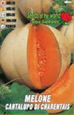 Melone cantalupo.jpg
