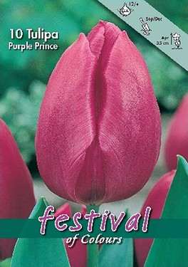 Tulipa Semplice tardivi Purple Prince.jpg