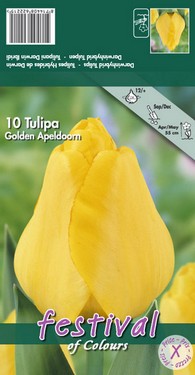 tulipani gialli.jpg