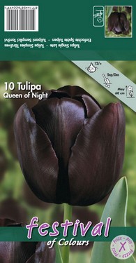 tulipani queen of night.jpg