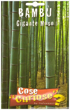 bambu gigante moso.jpg