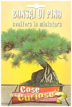 bonsai di pino.jpg