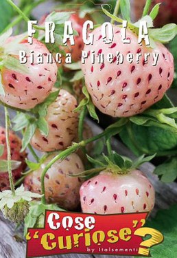 fragola-bianca-pineberry.jpg