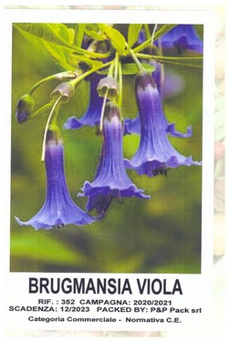 Brugmansia viola.jpg