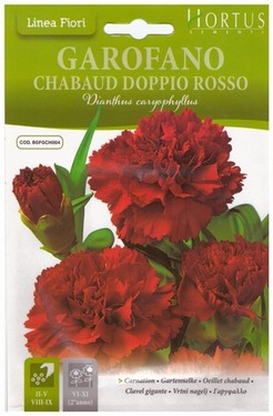 garofano chabaud doppio rosso.jpg