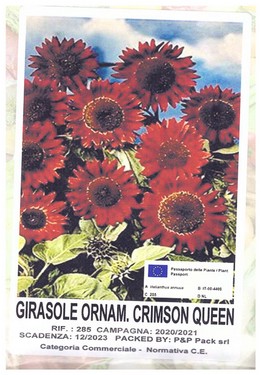 girasole ornamentale crimson queen.jpg